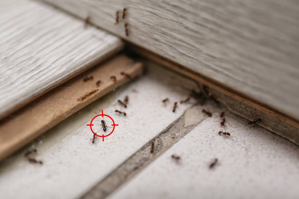 Trusted Bluefield, WV Pest Control Experts